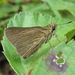 Swarthy Skipper - Photo (c) Paul Bedell, some rights reserved (CC BY-NC-SA)