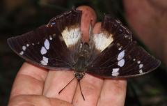 Charaxes xiphares xiphares