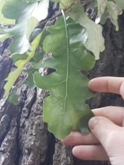 Quercus macrocarpa