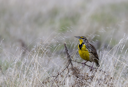 iNaturalist observation photo of Western Meadowlark