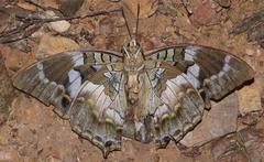 Charaxes xiphares xiphares