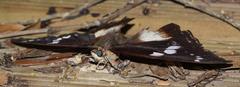 Charaxes xiphares xiphares