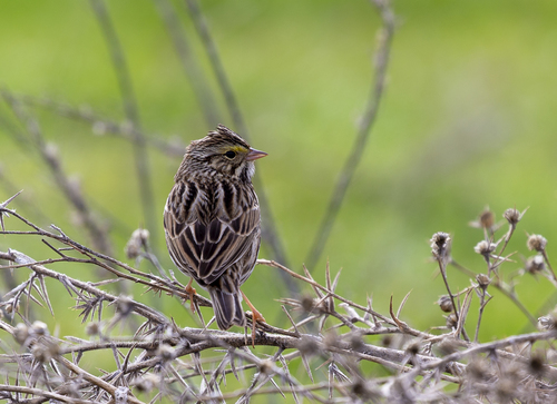 iNaturalist observation photo of Savannah Sparrow