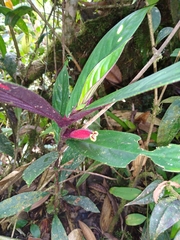 Columnea dimidiata