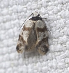 Isomoralla gephyrota