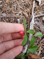 Gaultheria procumbens image