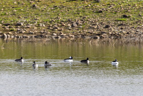 iNaturalist observation photo of Bufflehead
