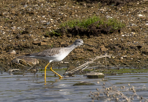 iNaturalist observation photo of Greater Yellowlegs