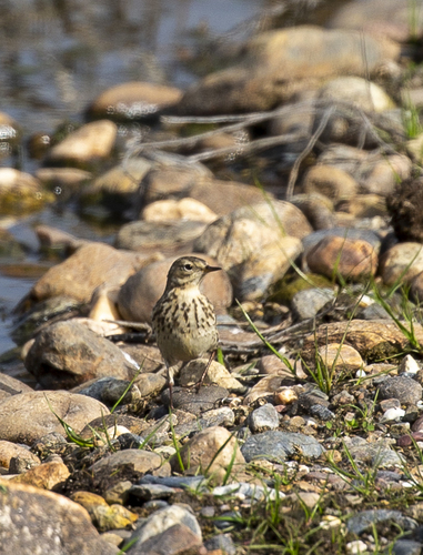 iNaturalist observation photo of American Pipit
