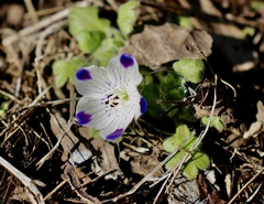 Nemophila maculata