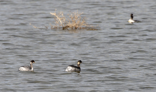 iNaturalist observation photo of Eared Grebe