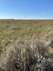 Sporobolus arenicola