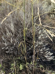 Sporobolus arenicola