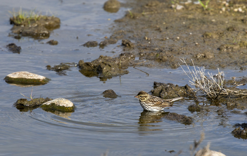 iNaturalist observation photo of Savannah Sparrow