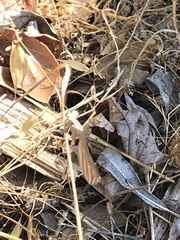 Archilestes californicus