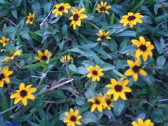 Sanvitalia procumbens