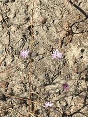 Lessingia arachnoidea