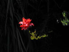 Gladiolus cardinalis