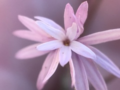 Lessingia arachnoidea