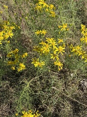Senecio riddellii