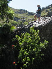 Gladiolus cardinalis