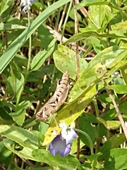 Melanoplus plebejus