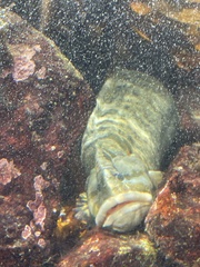 Cebidichthys