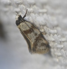 Isomoralla gephyrota