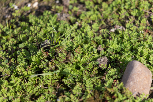 iNaturalist observation photo of musk stork's-bill