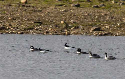 iNaturalist observation photo of Bufflehead