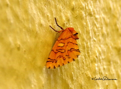 Chrysoecia dela