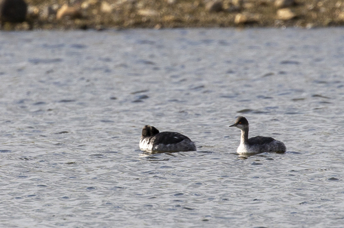 iNaturalist observation photo of Eared Grebe
