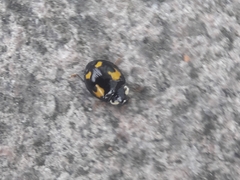 Harmonia axyridis