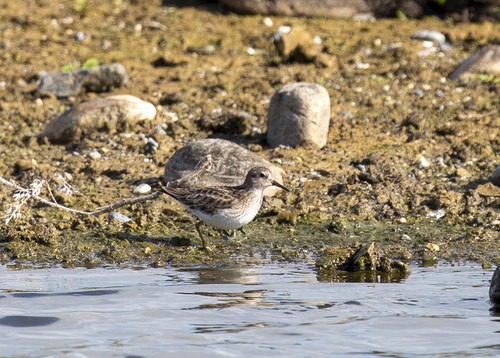 iNaturalist observation photo of Least Sandpiper