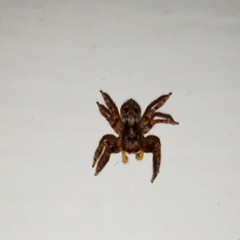 Pseudeuophrys