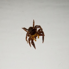 Pseudeuophrys
