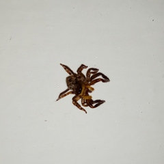 Pseudeuophrys