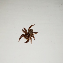 Pseudeuophrys