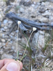 Tetraneuris argentea