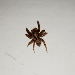 Pseudeuophrys