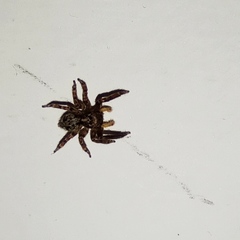 Pseudeuophrys