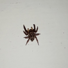 Pseudeuophrys