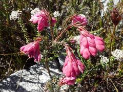 Erica glauca elegans