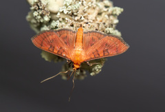 Lepidoptera