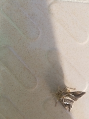 Lepidoptera