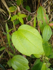 Passiflora apoda