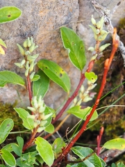 Salix pyrenaica