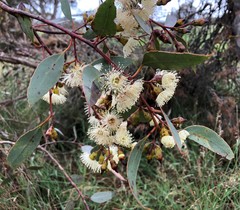Eucalyptus incrassata
