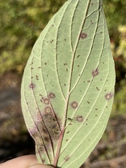 Sphaerulina cornicola