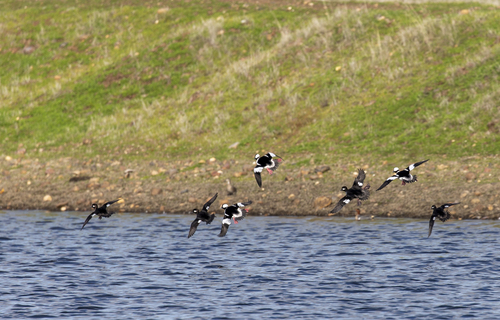 iNaturalist observation photo of Bufflehead